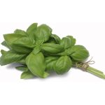Albahaca (Atado) - Producción Responsable
